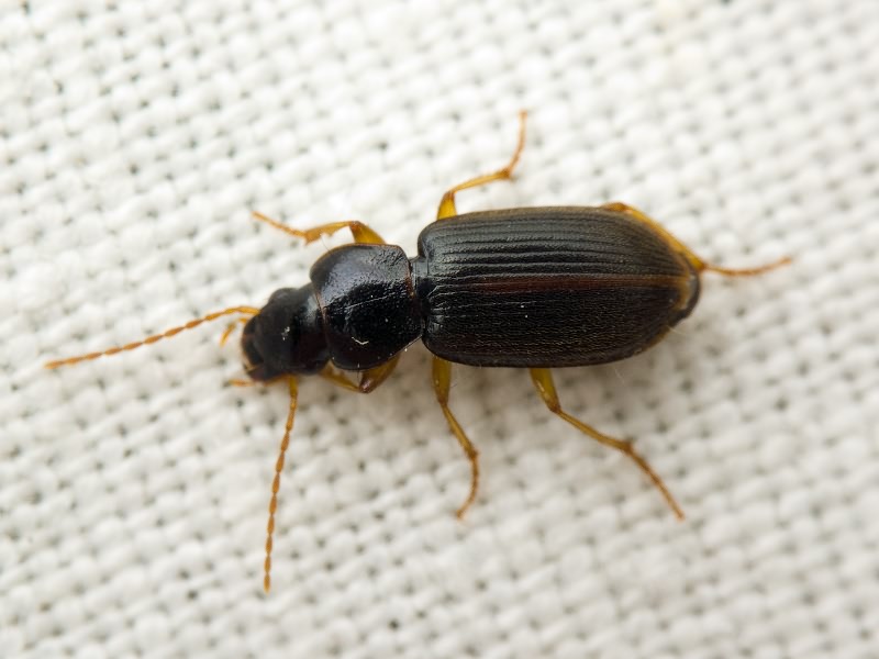 Carabidae Latreille, 1802